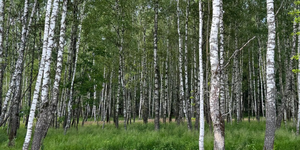 Обзор поселка Crystal Forest на Новорижском шоссе. Блог агентства недвижимости Bright Estate