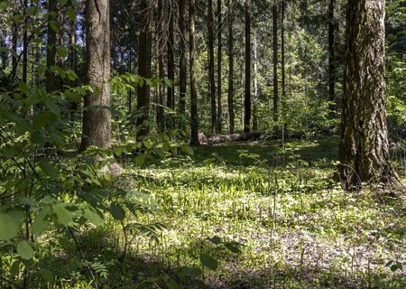 Лесные зори