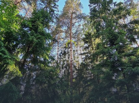 Купить участок с лесными деревьями в КП Успенские дачи-1. ID 17983