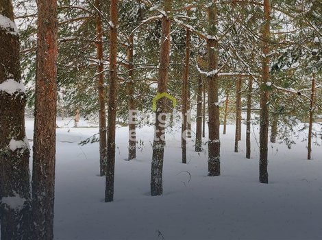 Купить участок с лесными деревьями в КП Красновидово-2. ID 19378