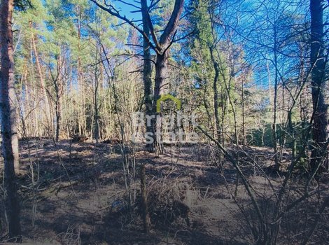 Купить участок с лесными деревьями в КП Гранд Иславское. ID 20998