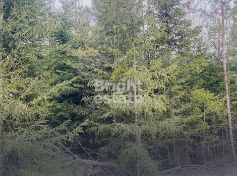 Купить участок в поселке ДПК Оленев и К. ID 21477