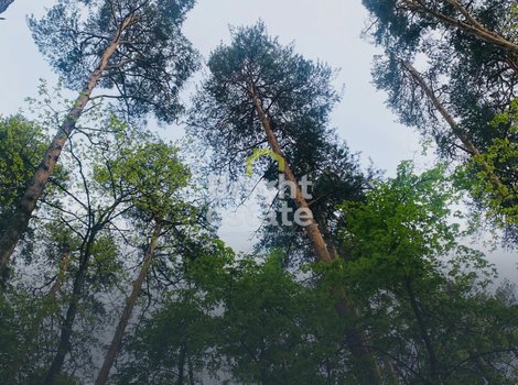 Купить участок 38,83 сотки в Серебряном Бору. ID 21978