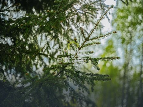 Купить лесной участок в камерном поселке LES Иславское. ID 22199