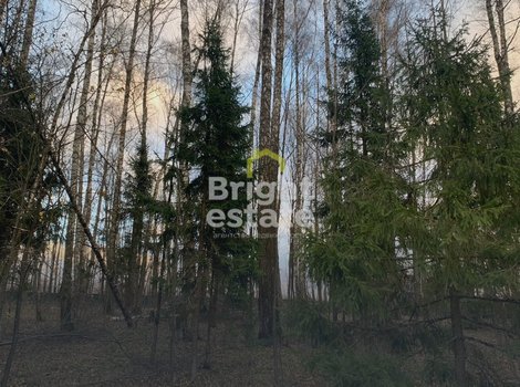 КП Лесные зори - участок 20 с лесными деревьями. ID 22609