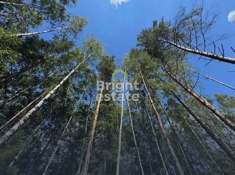 Купить лесной участок в коттеджном поселке Crystal Forest. ID 22761