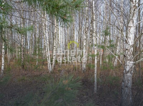 Купить участок 27,7 соток в КП Ромашково XXI. ID 22935