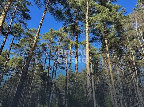 Купить участок 50 соток в КП Сосновый бор. ID 23217