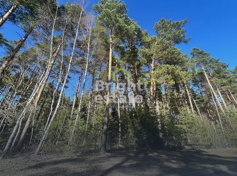 Купить участок 50 соток в КП Сосновый бор. ID 23217