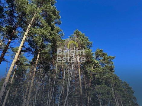 Купить участок 82 сотки в КП Сосновый бор. ID 23298