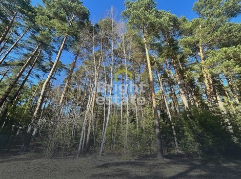 Купить участок 82 сотки в КП Сосновый бор. ID 23298