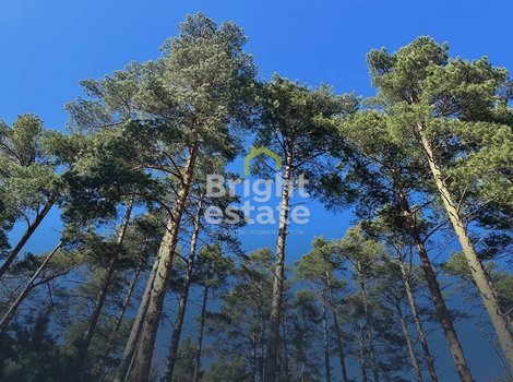 Купить участок 82 сотки в КП Сосновый бор. ID 23298