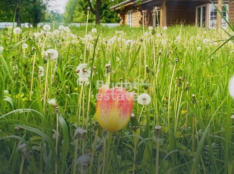 Продажа земельного участка в деревне Жевнево. Лот №23549 Продажа земельного участка в деревне Жевнево. ID 23549