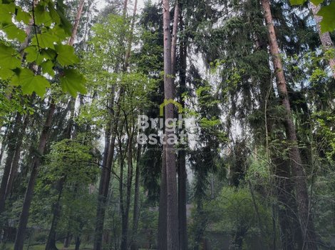 Купить лесной участок 14,6 соток в поселке Новая деревня. ID 23960
