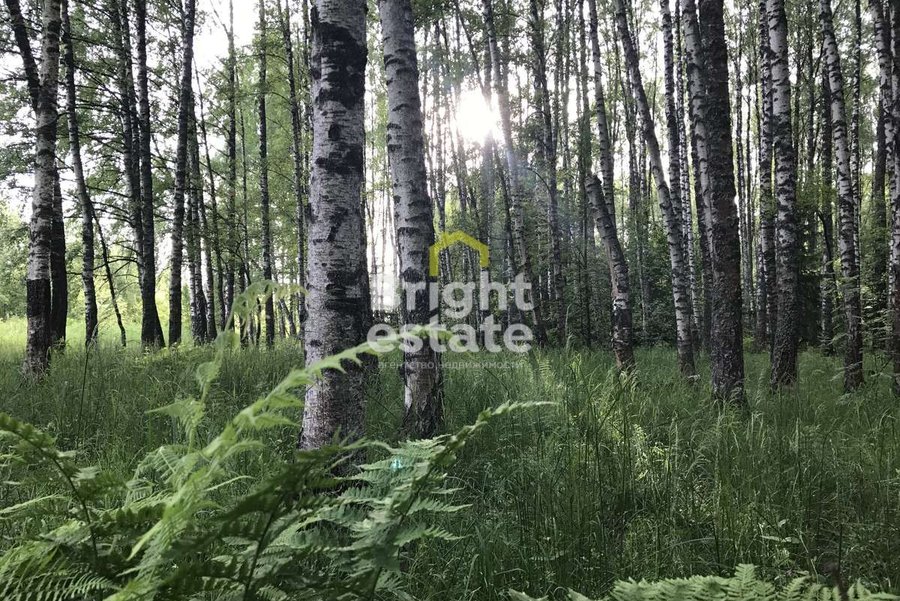 Купить участок 20 соток в КП Сосновый бор. Лот №20917 Купить участок 20 соток в КП Сосновый бор. ID 20917