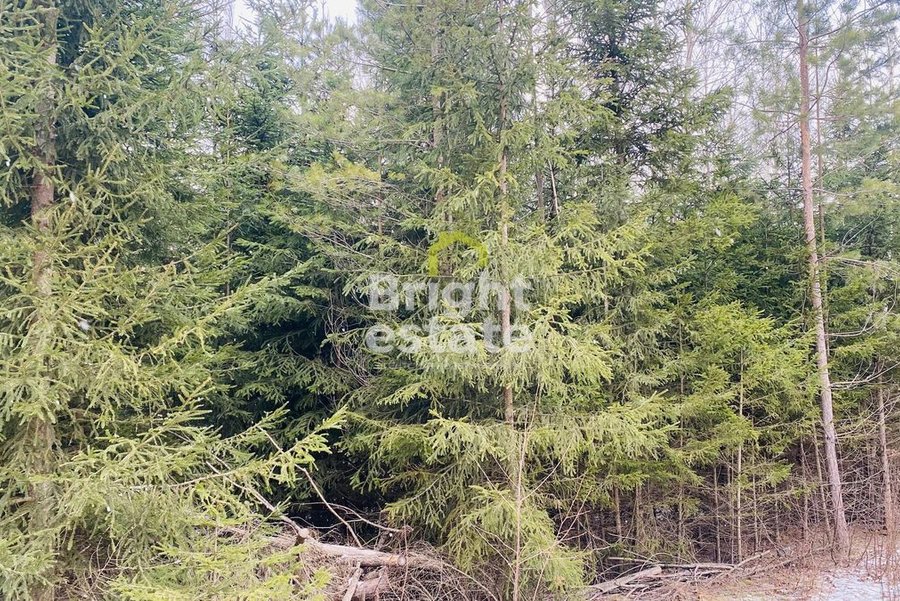 Купить участок с лесными деревьями в поселке ДПК Оленев и К. ID 21473