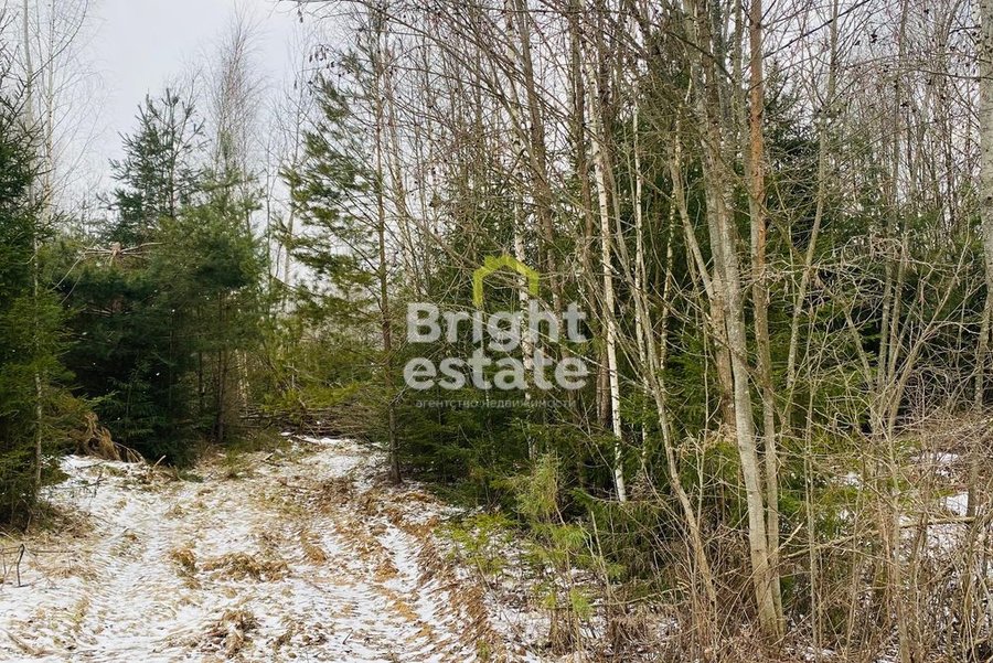 Купить лесной участок в поселке ДПК Оленев и К, Рублево-Успенское шоссе. ID 21475
