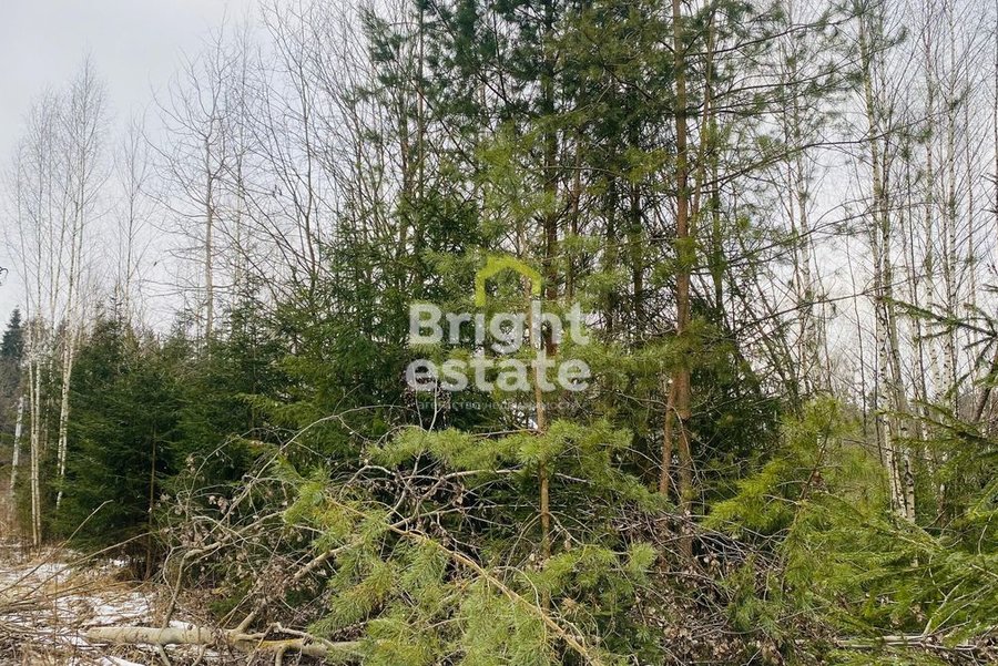 Купить лесной участок в поселке ДПК Оленев и К, Рублево-Успенское шоссе. ID 21475