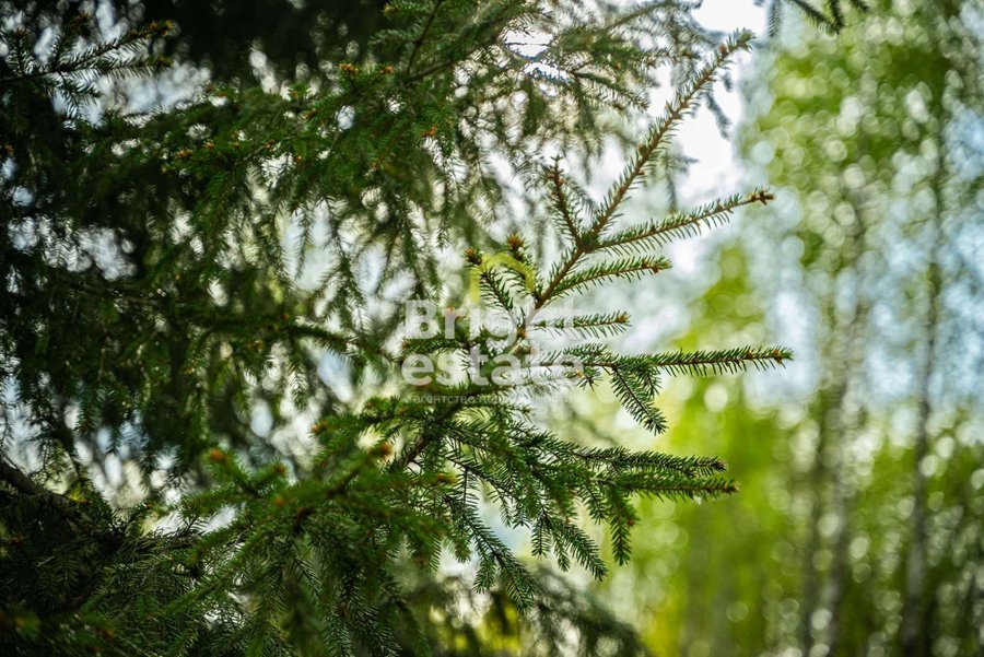 Купить лесной участок в камерном поселке LES Иславское. ID 22199