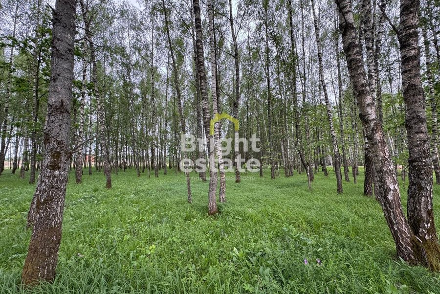 Купить участок с лесными деревьями в коттеджном поселке Crystal Forest. ID 22762